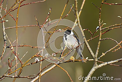 Common reed bunting (emberiza schoeniclus) male perched on a branch Stock Photo