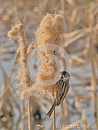 Common reed bunting feeding on a fluffy bullrush flower Stock Photo
