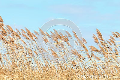 Common reed, Dry reeds, blue sky, Phragmites australis Stock Photo