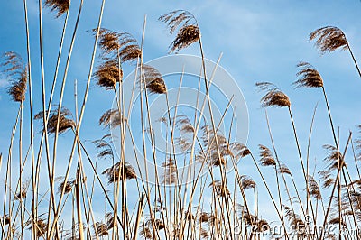 reed, Dry reeds, blue sky, Phragmites australis Stock Photo