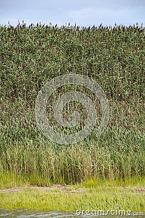 Common reed (Phragmites australis) Stock Photo