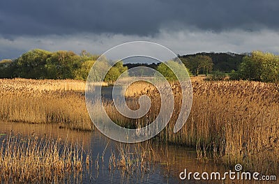 Reedbed, Somerset levels (Phragmites australis) Stock Photo