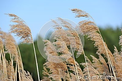 Common Reed (Phragmites) Stock Photo