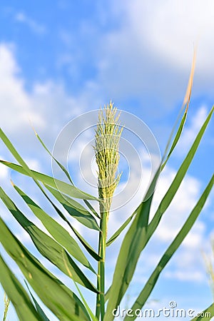 Common reed plumes . bulrush . Stock Photo