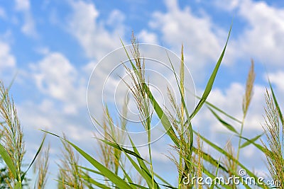 Common reed plumes . bulrush . Stock Photo