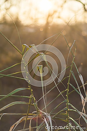 Common reed at sunrise Stock Photo