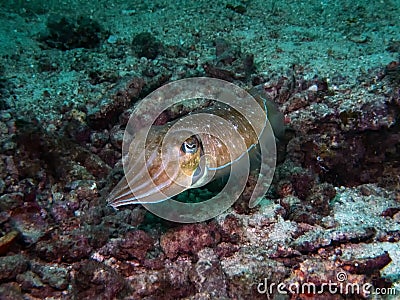 A Common Reef Cuttlefish Sepia latimanus Stock Photo