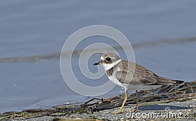 Common Ringed Plover Stock Photo