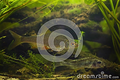 common roach and blurred Eurasian ruffe, wild freshwater fish, omnivore coldwater species, European river planted biotope aquarium Stock Photo