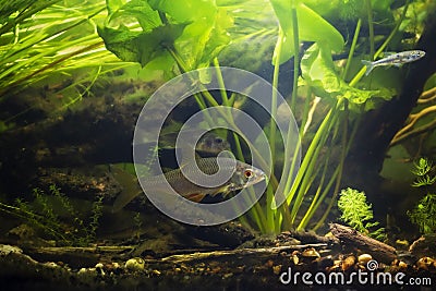 common roach and Eurasian ruffe in European river planted biotope aquarium, wild freshwater omnivore fish, LED Stock Photo