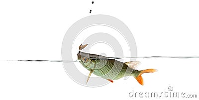 Common roach under water caught on a hook, Stock Photo