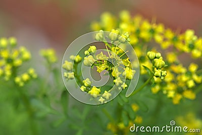 Common rue plant (Ruta graveolens) Stock Photo