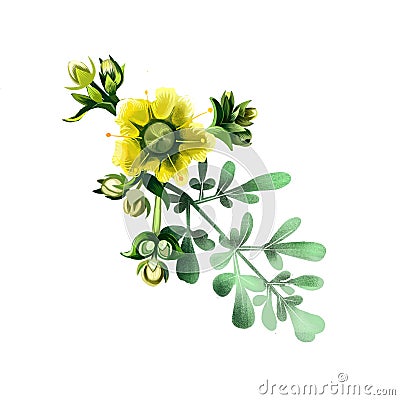 Common rue ruta graveolens flowering plant isolated on white. Herb-of-grace, species of Ruta grown as an ornamental plant and as Stock Photo