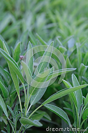 Common Sage Plant Stock Photo