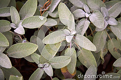 Common sage, Salvia officinalis Stock Photo