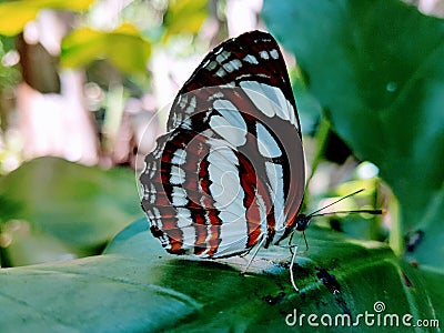 Common sailor neptis hylas butterfly 3 Stock Photo