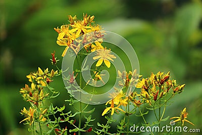 Common Saint John`s wort, St John`s wort, yellow wildflower, medicinal herb, in bloom. Stock Photo