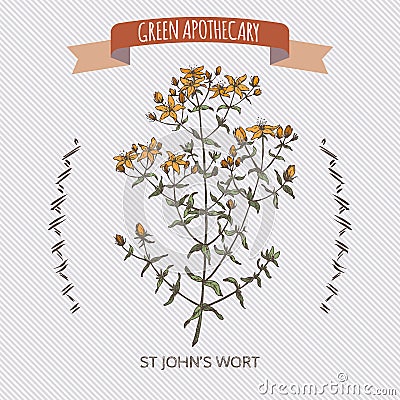 Common Saint John wort color hand drawn sketch Vector Illustration