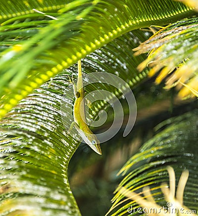 Common salamander in the palm tree Stock Photo