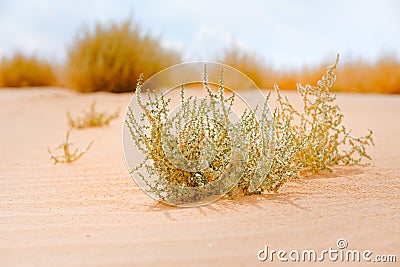 Common Saltwort on the beach Salsola kali Autumn bloom Stock Photo