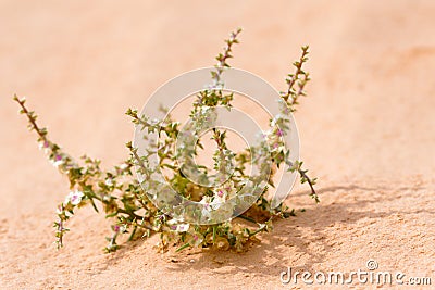 Common Saltwort close up on sand beach, Autumn bloom Stock Photo