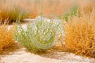 Common Saltwort, prickly glasswort or prickly saltwort Salsola kali Autumn bloom in green and yellow colors. Close up of Stock Photo