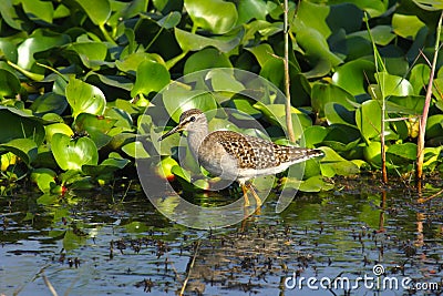 Common sandpiper in his hunting groud Stock Photo