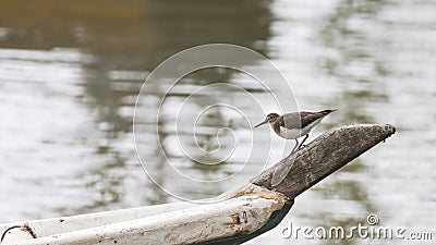 Common Sandpiper Stock Photo