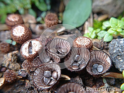 common saprobic bird's nest fungus Stock Photo