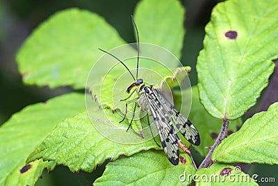 Common Scorpion Fly Panorpa communis Stock Photo