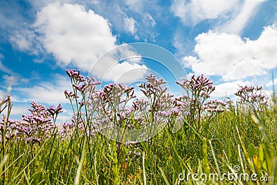 Common sea-lavender (Limonium vulgare) Stock Photo