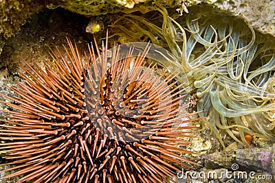 Common Sea Urchin, Cabo Cope Puntas del Calnegre Natural Park, Spain Stock Photo