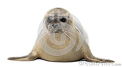 Common seal lying, facing, Phoca vitulina, 8 months old Stock Photo