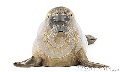 Common seal lying, facing, Phoca vitulina, 8 months old Stock Photo