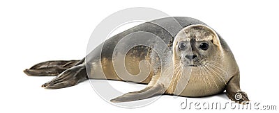 Common seal lying, Phoca vitulina, 8 months old, isolated Stock Photo
