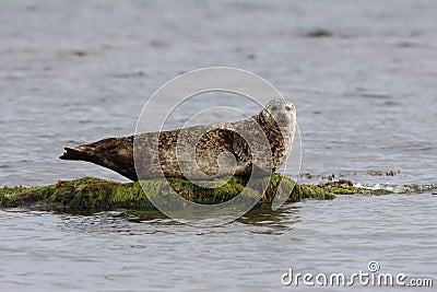 Common seal, Phoca vitulina Stock Photo