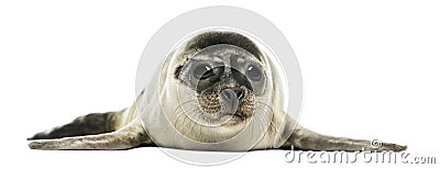 Common seal pup, isolated Stock Photo