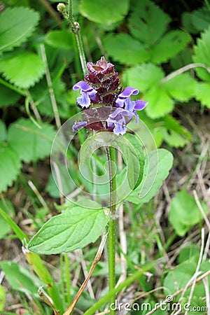 Common Self-heal or Heal-all (Prunella vulgaris) Stock Photo