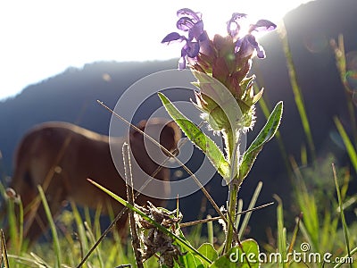 Common self-heal Stock Photo