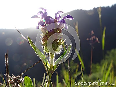 Common self-heal Stock Photo