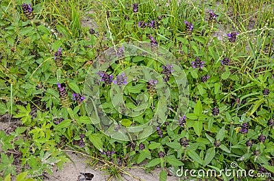 Bright funny flowers of heal-all Stock Photo