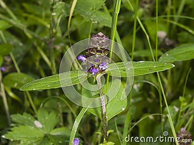 Common Self-Heal, Prunella Vulgaris, flower and leaves macro, selective focus, shallow DOF Stock Photo