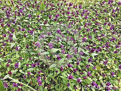 Common self-heal Prunella vulgaris a in green grass Stock Photo