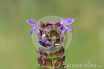 Common self heal prunella vulgaris Stock Photo