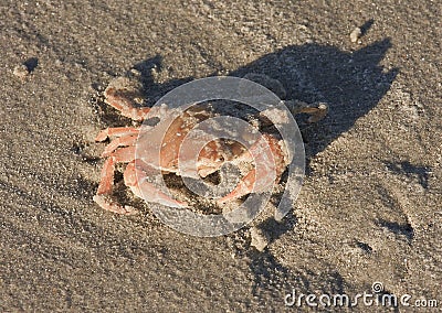 Common Shore Crab upon Ameland beach, Holland Stock Photo