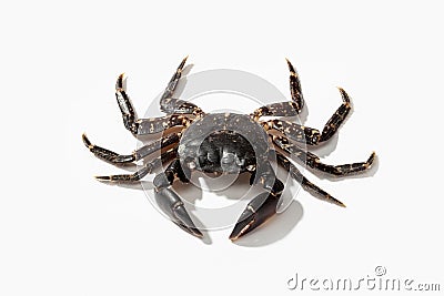 Common shore crab isolated on white background Stock Photo