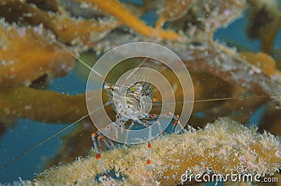 Common shrimp Stock Photo