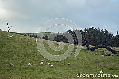 Rolling grassland with trees and sheeps in Catlin, New Zealand. Stock Photo