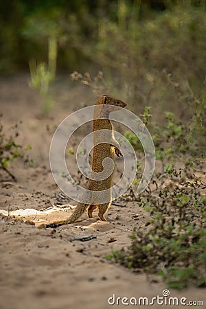 Common slender mongoose up on hind legs Stock Photo