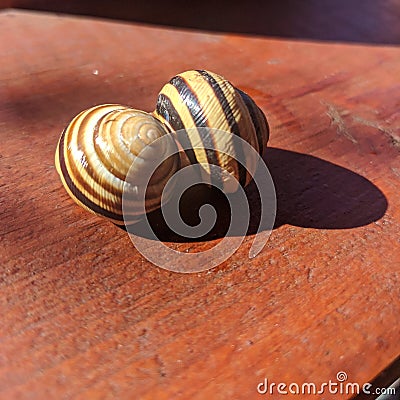 Common snail shells with shadow - garden snail Stock Photo